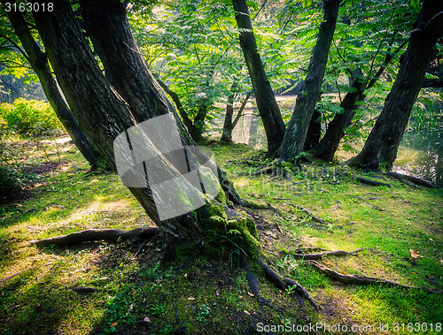 Image of  Japanese garden