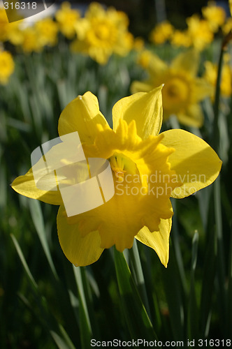 Image of Narcissus