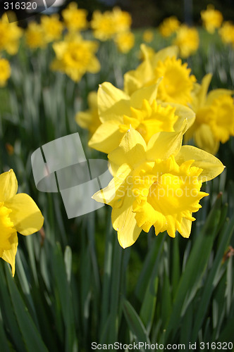 Image of Flowers