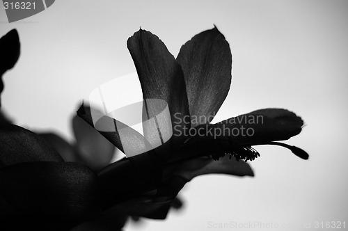 Image of Sepia. Flowers