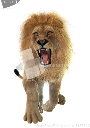 Image of Lion