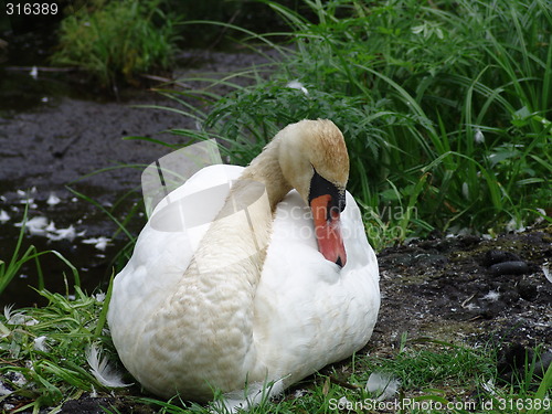 Image of Sleeping swan