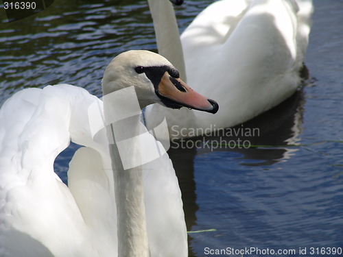 Image of Swan