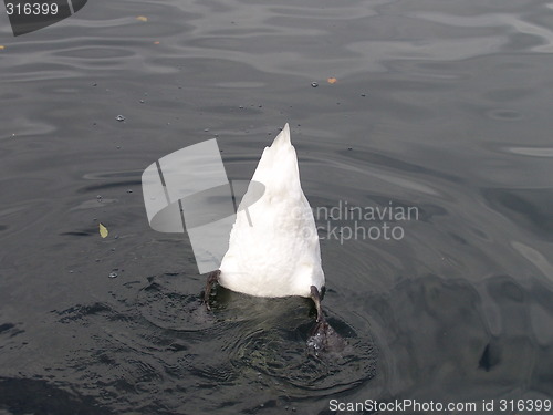 Image of Swan tail