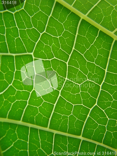 Image of leaf green vains