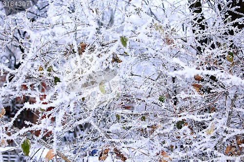 Image of fabulous hoarfrost on the trees