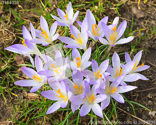 Image of Tender light lilac crocus spring flowers