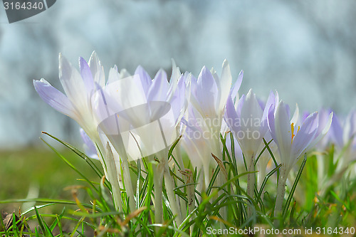 Image of Spring wallpaper or background with gentle pastel blue crocus fl