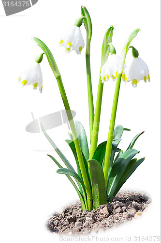 Image of Beautiful leucojum snowdrops spring flowers on soil ground isola