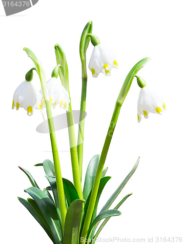 Image of Isolated Leucojum snowdrops first white spring flowers