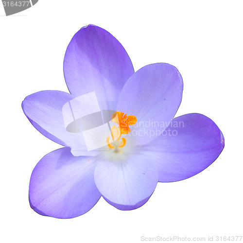 Image of Isolated single blue crocus spring flower