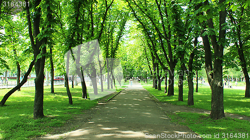 Image of Beautiful park with many green trees