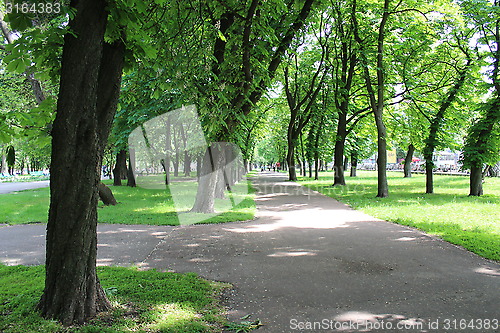 Image of Beautiful park with many green trees