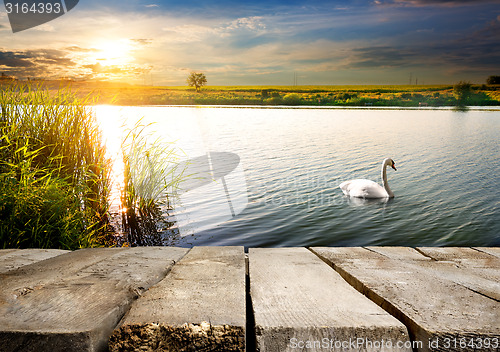 Image of Swan near bridge