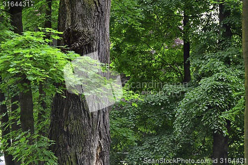 Image of Forest