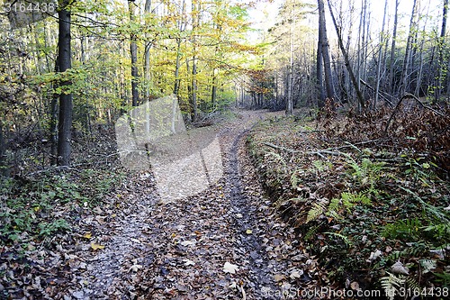Image of Forest Road in Autumn
