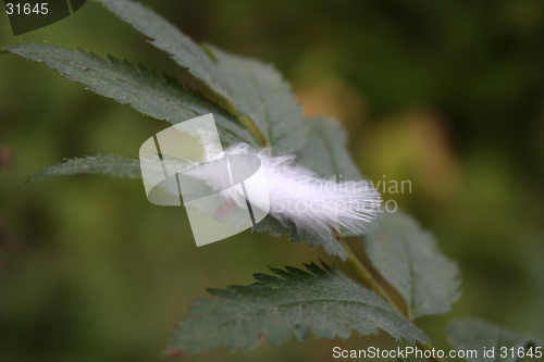 Image of feather