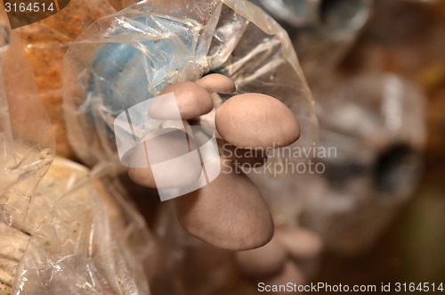 Image of Mushroom