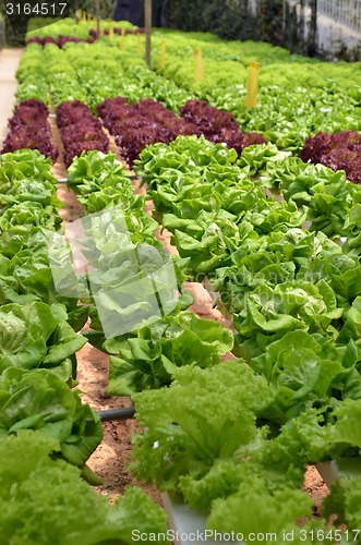 Image of Hydroponic lettuce in greenhouse