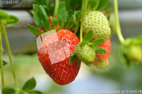 Image of Strawberry