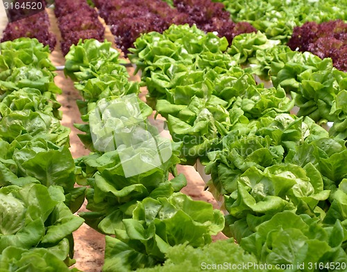 Image of Hydroponic lettuce in greenhouse