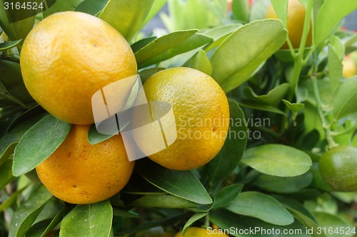 Image of Citrus orange grow on tree