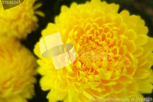 Image of Yellow chrysanthemum