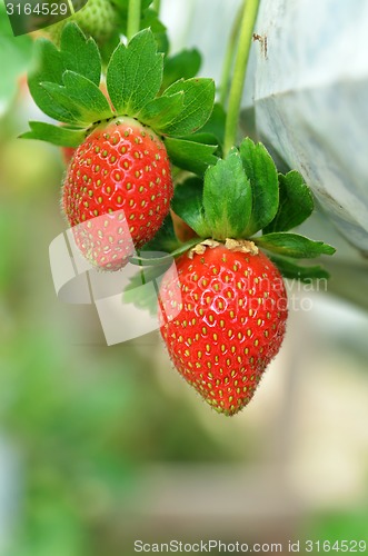 Image of Strawberry