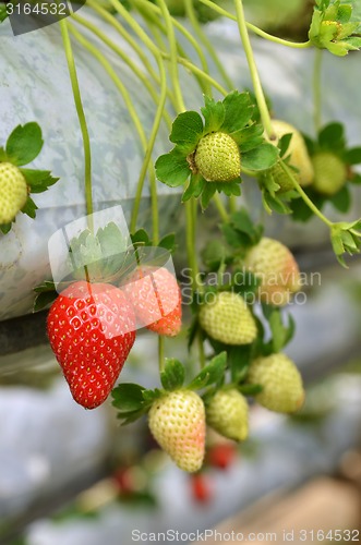 Image of Strawberry