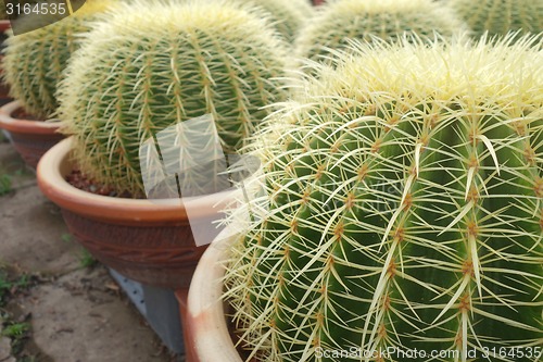 Image of Round green cactus 