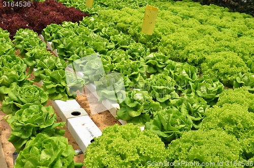 Image of Hydroponic lettuce in greenhouse