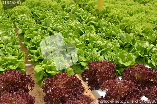 Image of Hydroponic lettuce in greenhouse.