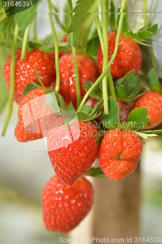 Image of Strawberry