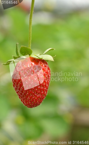 Image of Strawberry