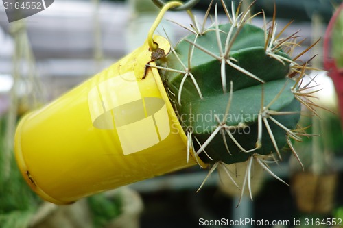 Image of Small castus in a pot