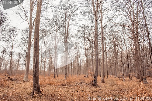 Image of Forest on a bright day