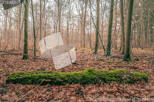 Image of Moss in the forest