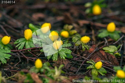 Image of Eranthis in the springtime