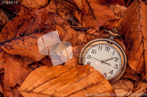 Image of Clock in autumn leaves