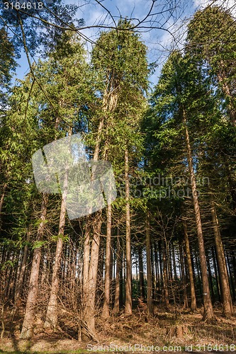 Image of Tall pine trees in a forest