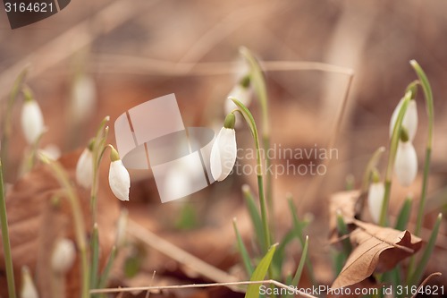 Image of Snowdrop flowers in the springtime