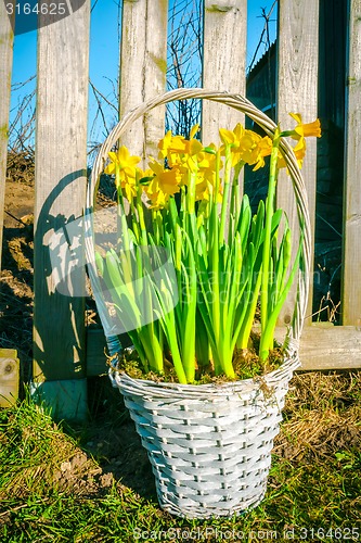 Image of Basket with daffodils in the garden