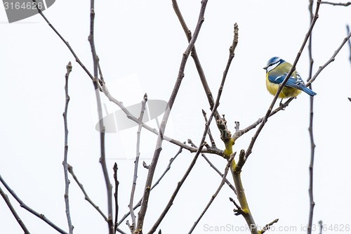 Image of Parus Major on a twig