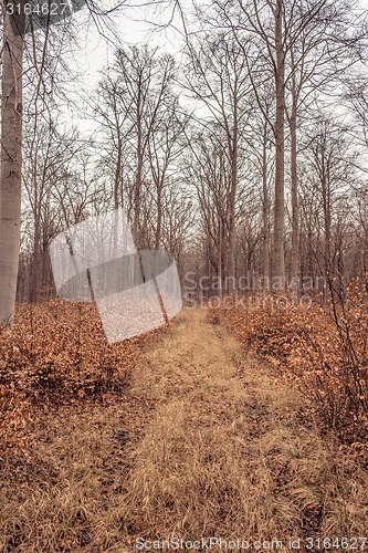 Image of idyllic forest in autumn