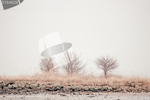 Image of Trees in calm scenery