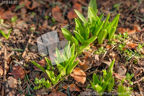 Image of Sprouts coming up the soil