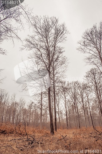 Image of Tree in a forest