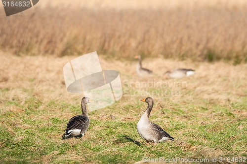 Image of Geese on a field