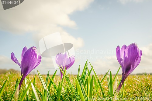 Image of Crocus flowers on a row