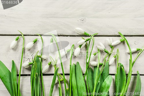 Image of Snowdrop flowers on bright wood